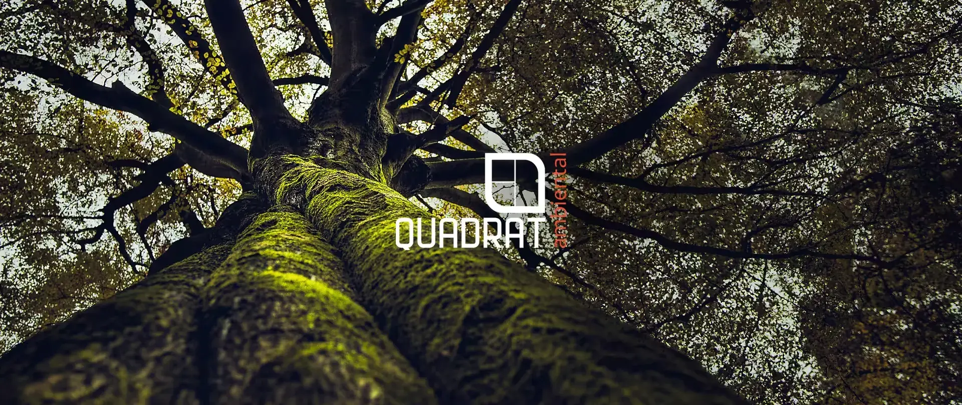 Imagem de um tronco de árvore visto de baixo para cima, destacando a textura e as folhas acima, símbolo de natureza e vida sustentável, com o logo da QUADRAT.