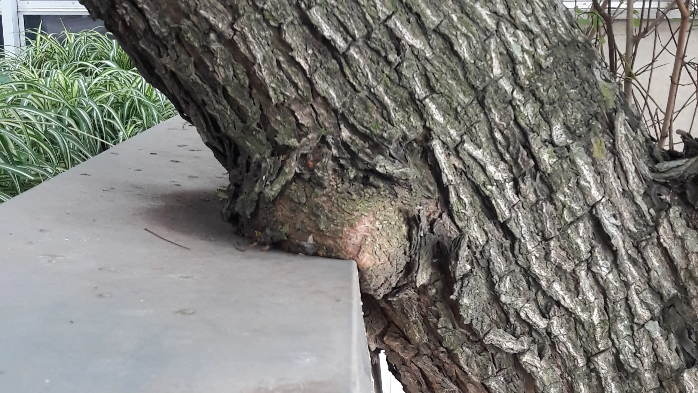 Imagem de uma árvore crescendo ao lado de uma estrutura de concreto, evidenciando a interação entre natureza e urbanização.