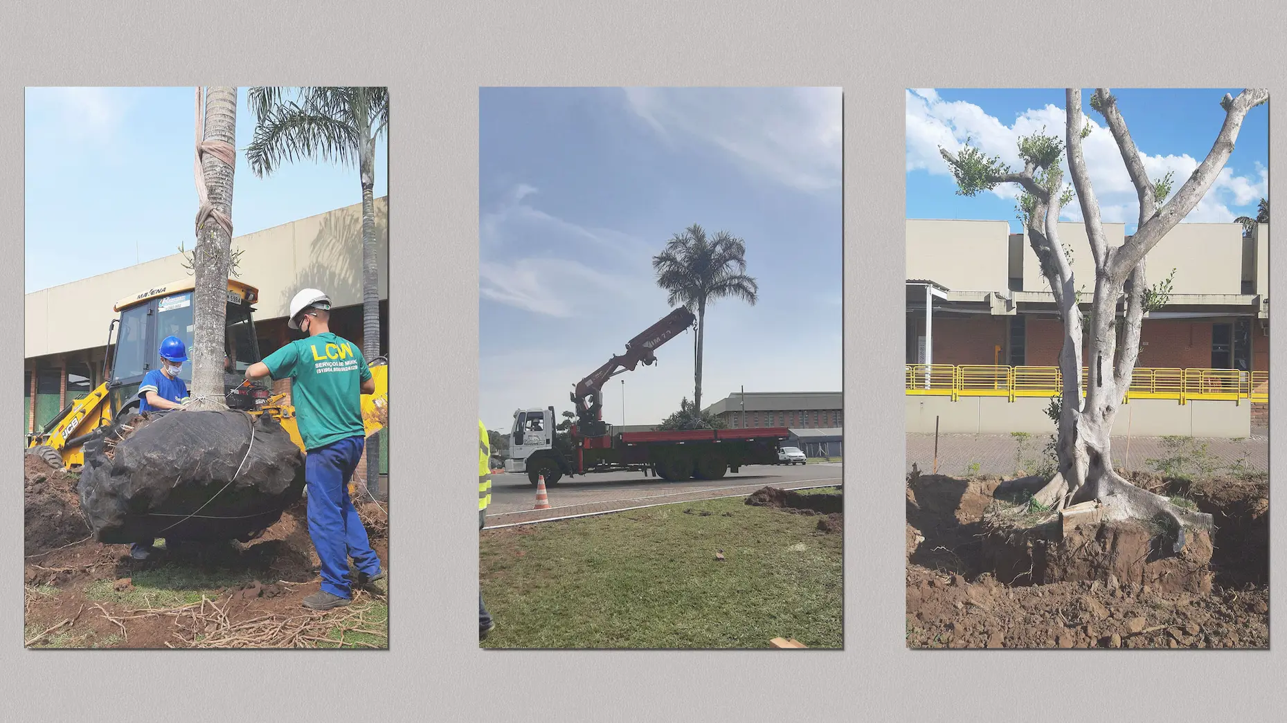 Trabalho de transplante de árvores, mostrando a remoção e transporte de uma palmeira. Equipe especializada realizando atividades em área urbana.