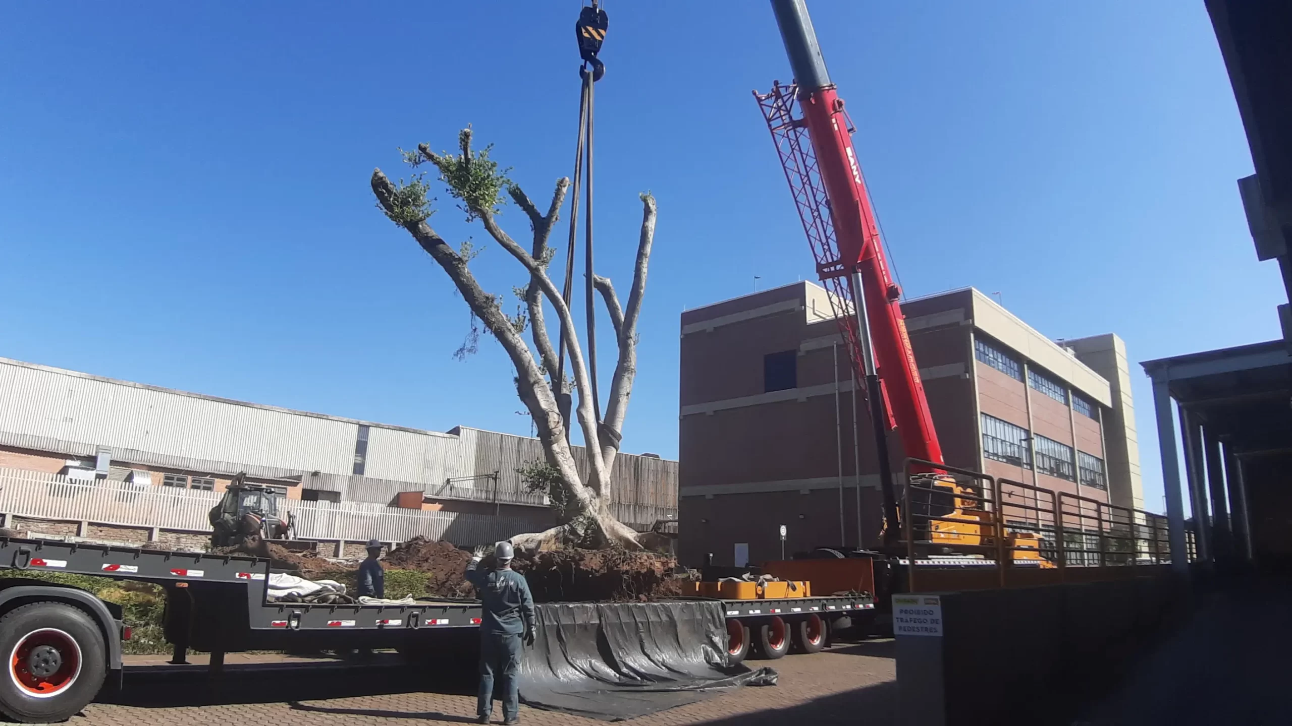 Transplante de árvore com guindaste, mostrando o processo de remoção e transporte de uma grande árvore em um ambiente urbano.