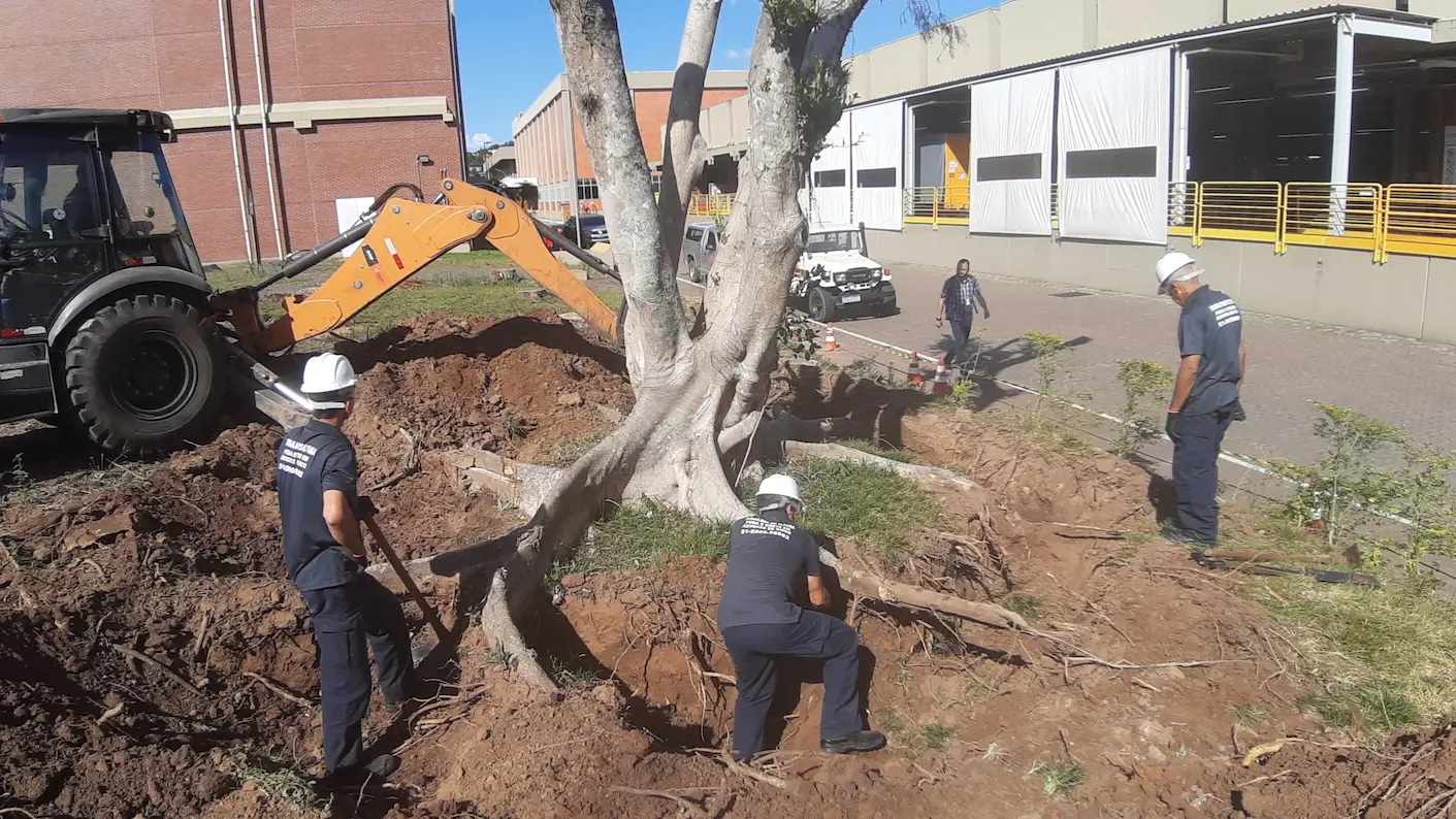 Trabalho de remoção de árvore com máquinas pesadas e equipe de profissionais em ambiente urbano.