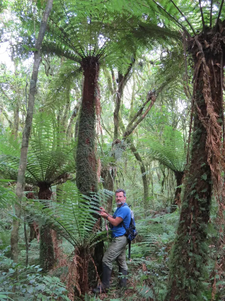 Homem explorando uma floresta exuberante com samambaias gigantes em um ambiente natural rico em vegetação e biodiversidade.