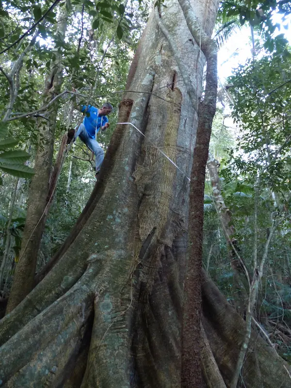 Um homem escalando uma árvore imponente na floresta tropical, destacando a biodiversidade e a conservação ambiental.