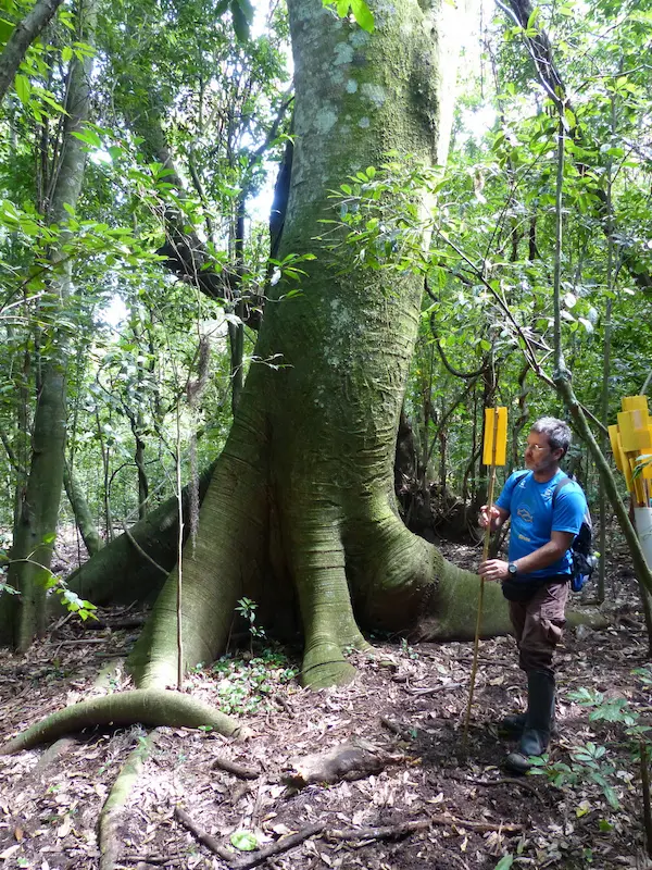 Fotografia de um homem medindo a circunferência de uma árvore gigante na floresta tropical. A importância da preservação da biodiversidade e do manejo sustentável são evidentes.