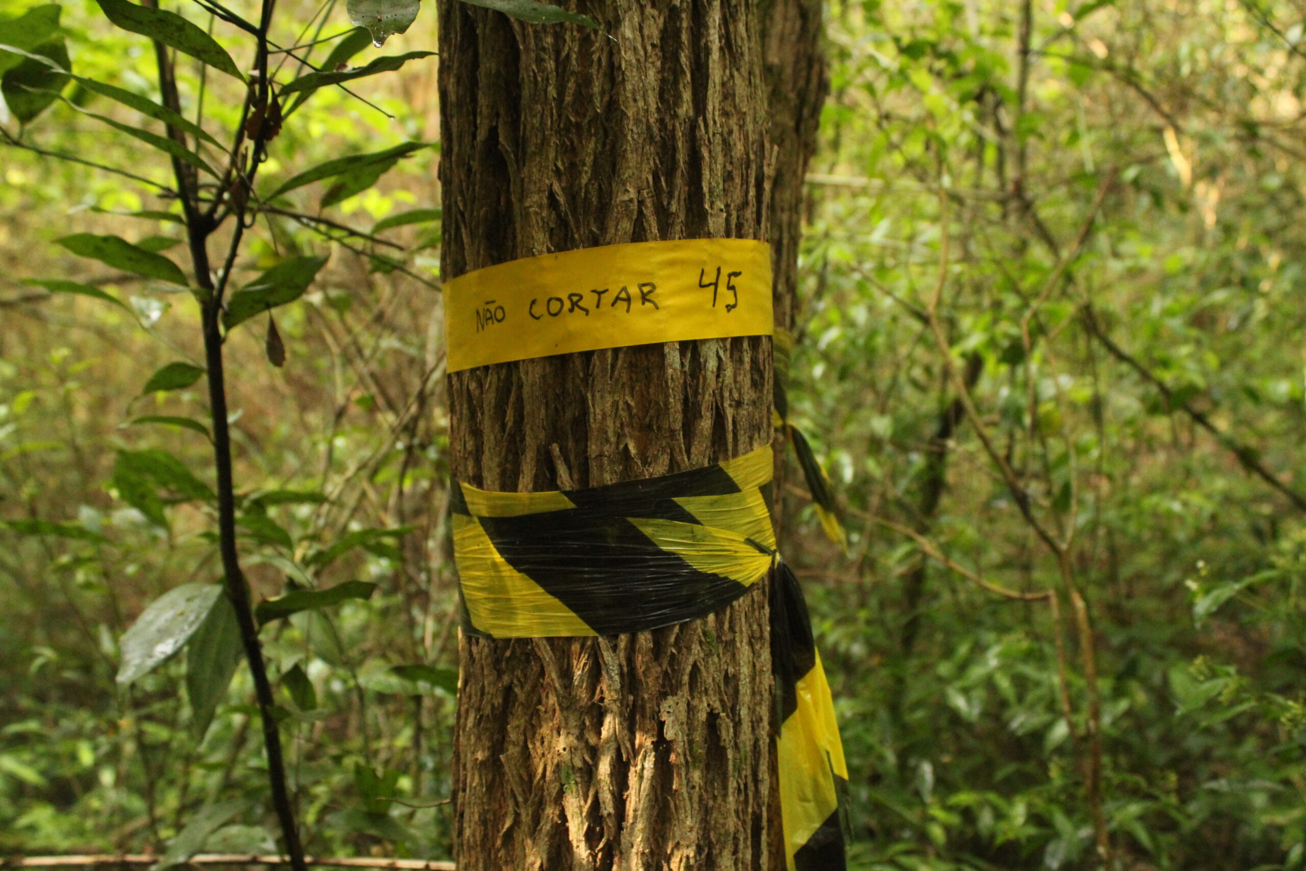 Árvore marcada para laudo de cobertura vegetal