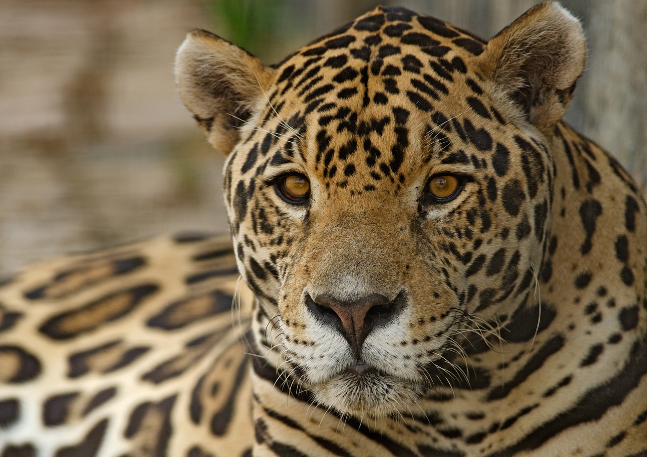 Onça-pintada, uma espécie da Mata Atlântica, hotspot brasileiro da biodiversidade