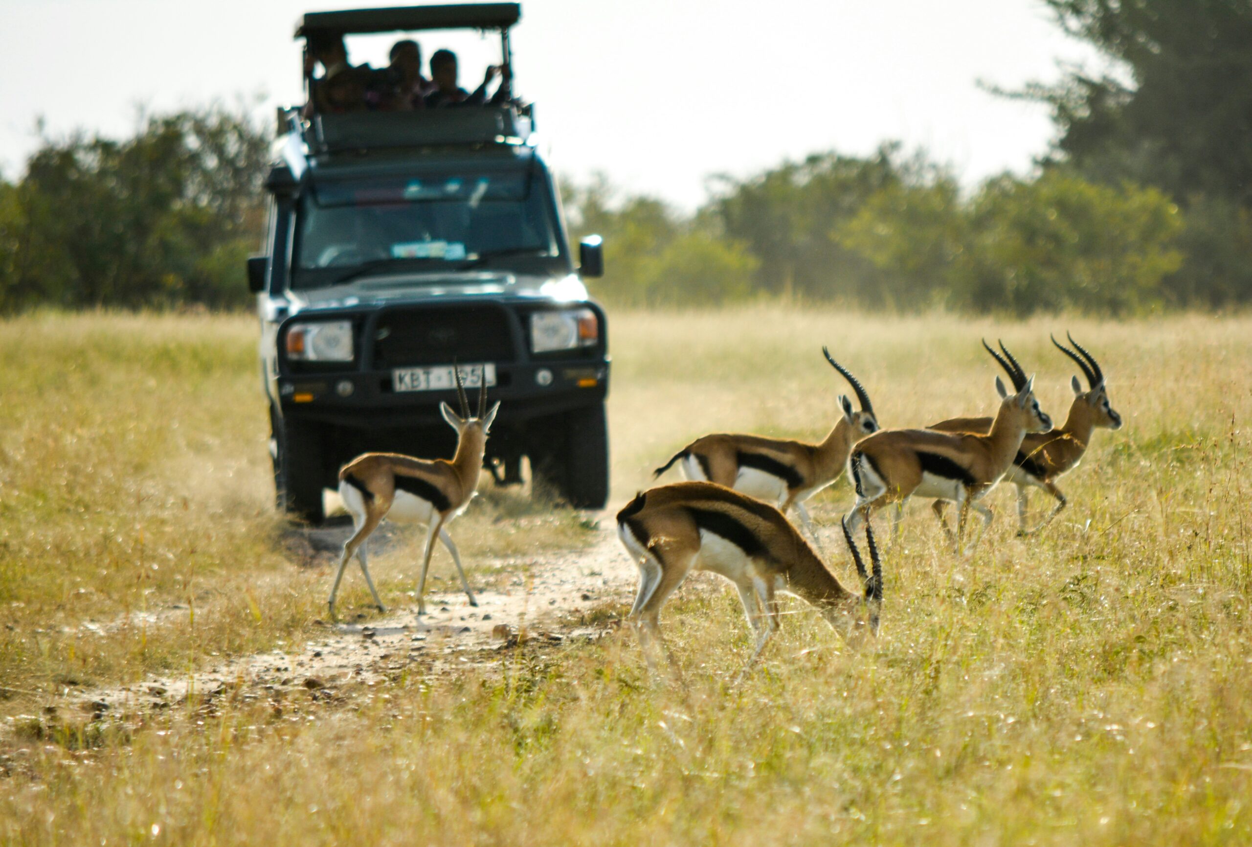 Uma cena de safári mostrando um veículo em uma estrada de terra cercado por antílopes em um campo aberto com vegetação ao fundo.