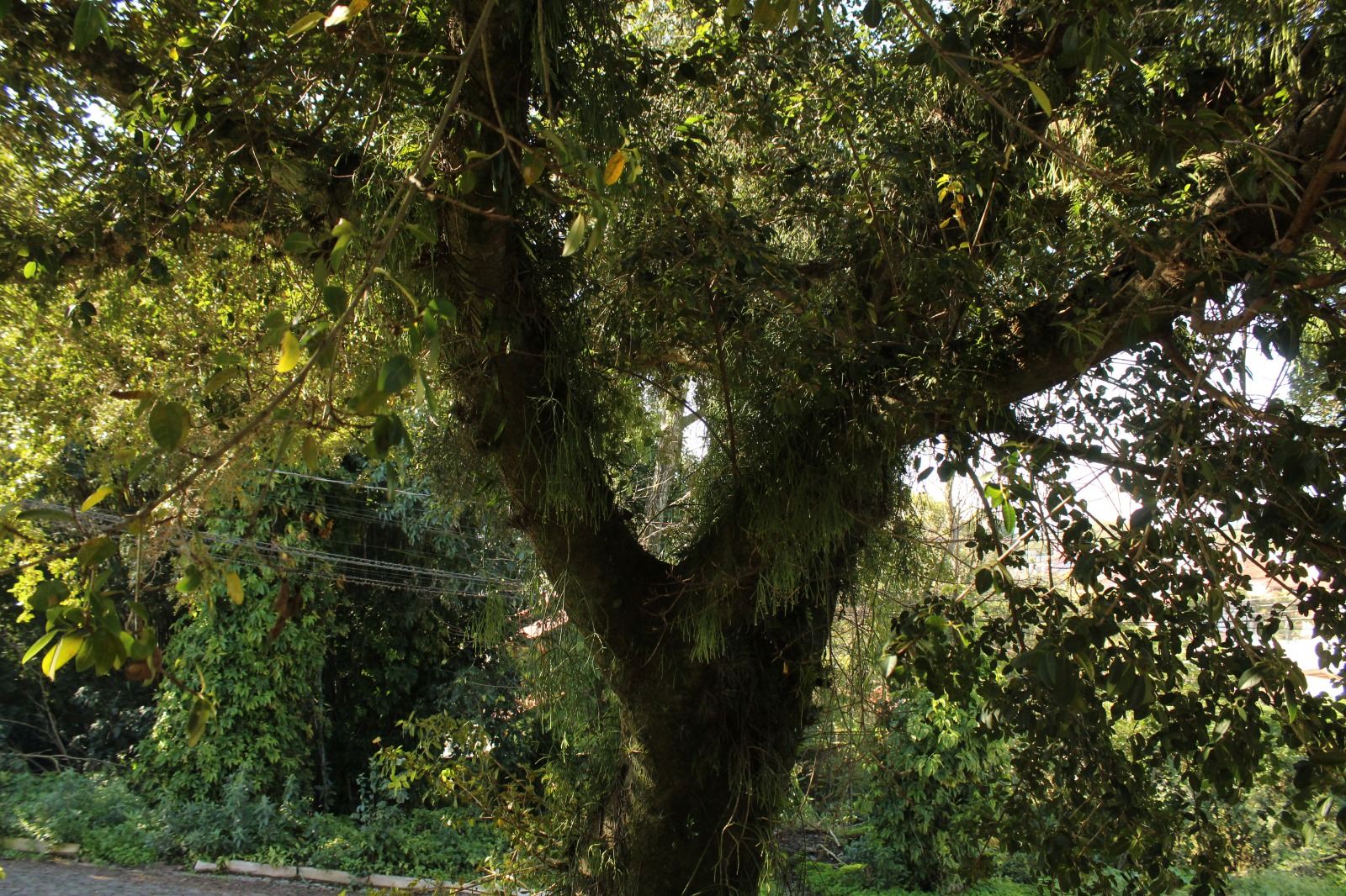 Exemplo de avaliação para manejo de árvore urbana