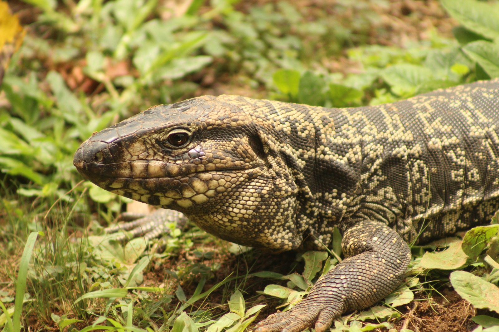 Na foto, um lagarto-teiú, uma espécie da fauna nativa