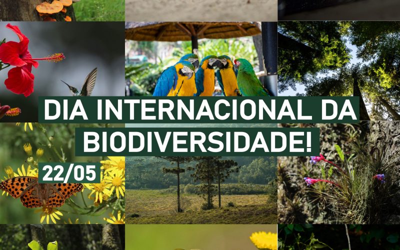 DIA INTERNACIONAL DA BIODIVERSIDADE: POR QUE ISSO IMPORTA PARA TODOS NÓS?