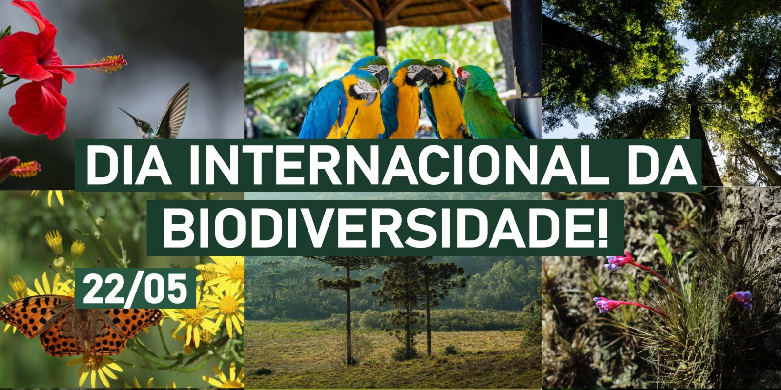 DIA INTERNACIONAL DA BIODIVERSIDADE: POR QUE ISSO IMPORTA PARA TODOS NÓS?