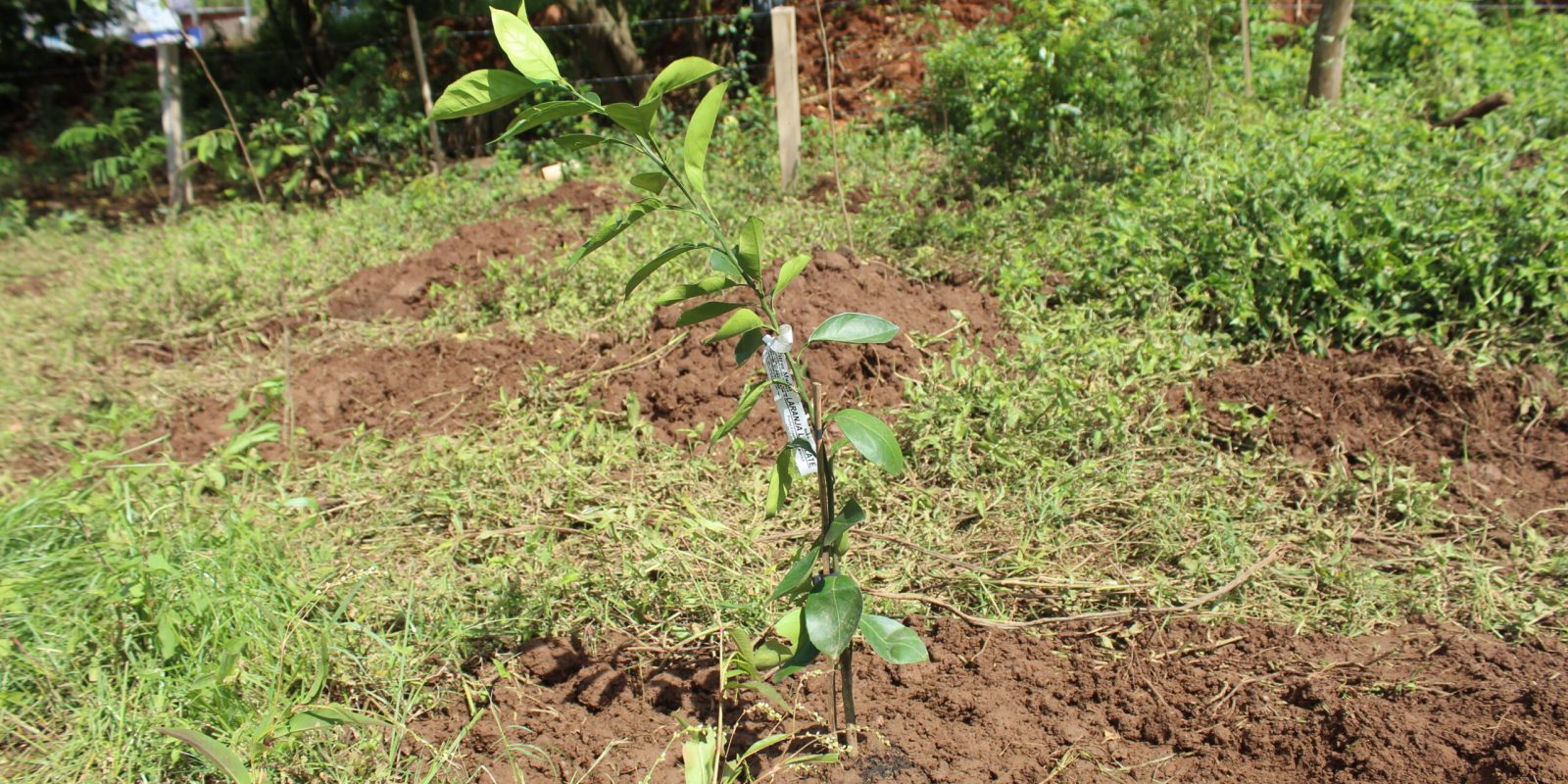 Muda para reflorestamento