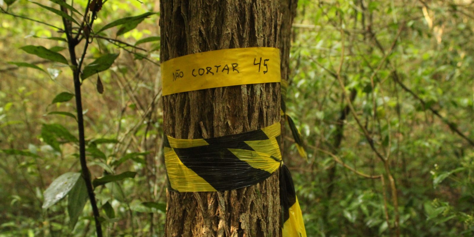 Árvore marcada para laudo de cobertura vegetal