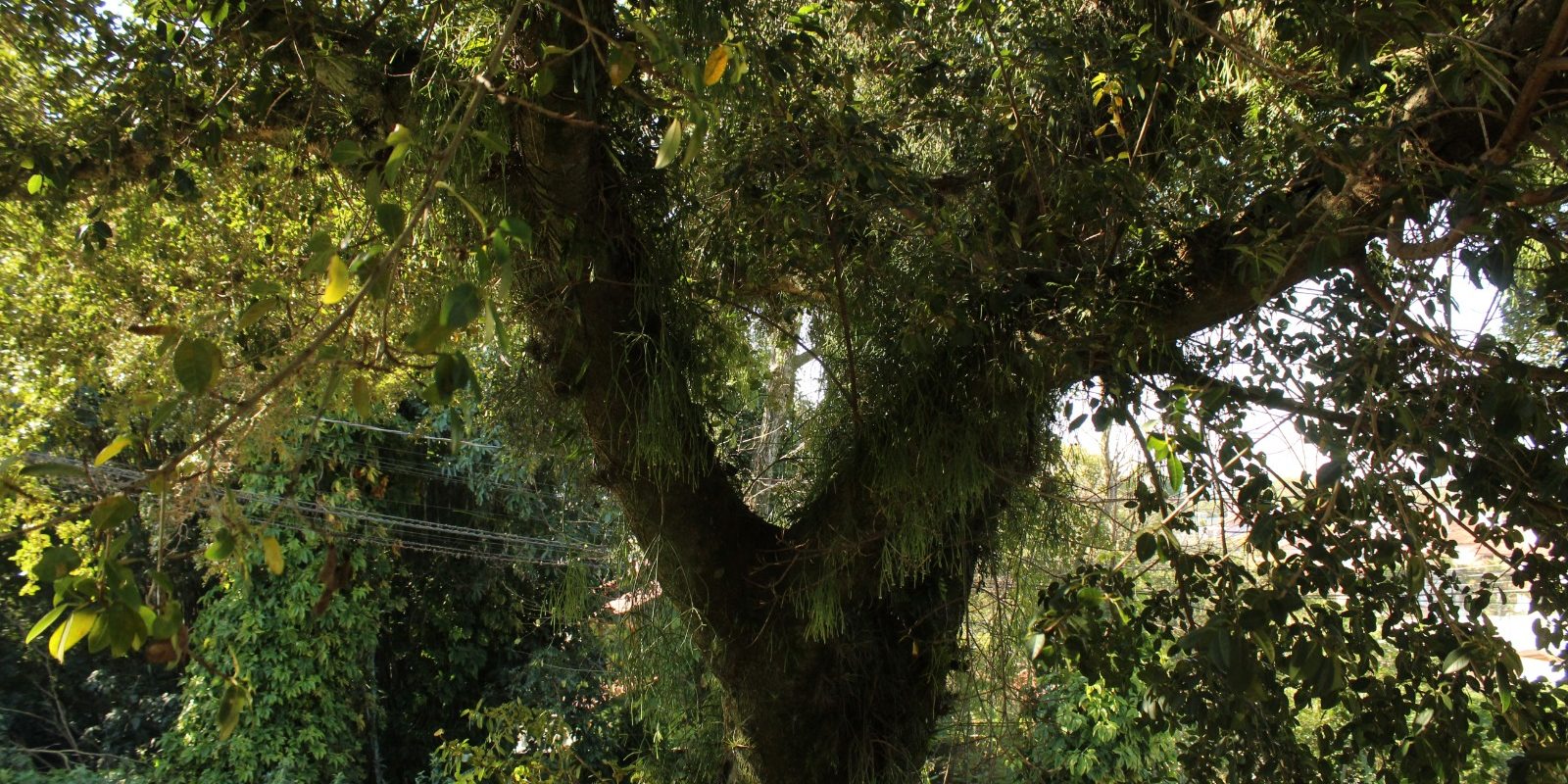 Exemplo de avaliação para manejo de árvore urbana