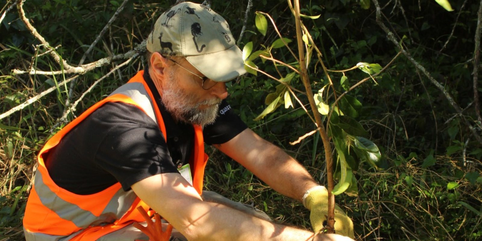 ACOMPANHAMENTO DE PLANTIOS FLORESTAIS