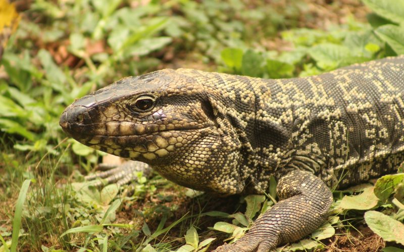 Na foto, um lagarto-teiú, uma espécie da fauna nativa