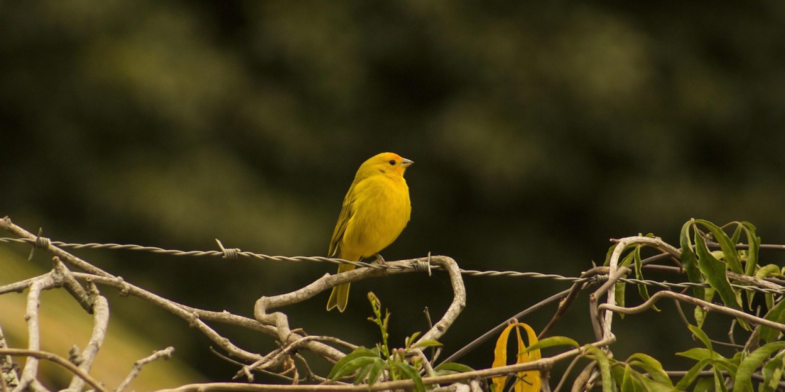 Criação de passeriformes