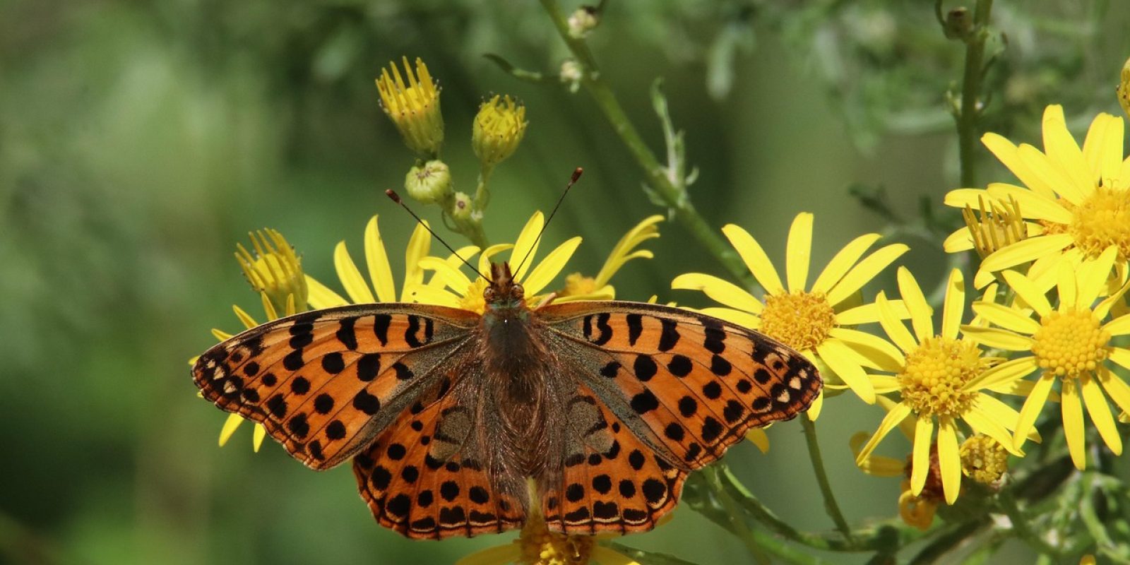 Uma borboleta, um pequeno exemplo de biodiversidade