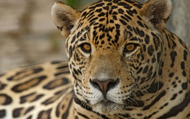O QUE SÃO OS 36 HOTSPOTS DA BIODIVERSIDADE NO MUNDO?