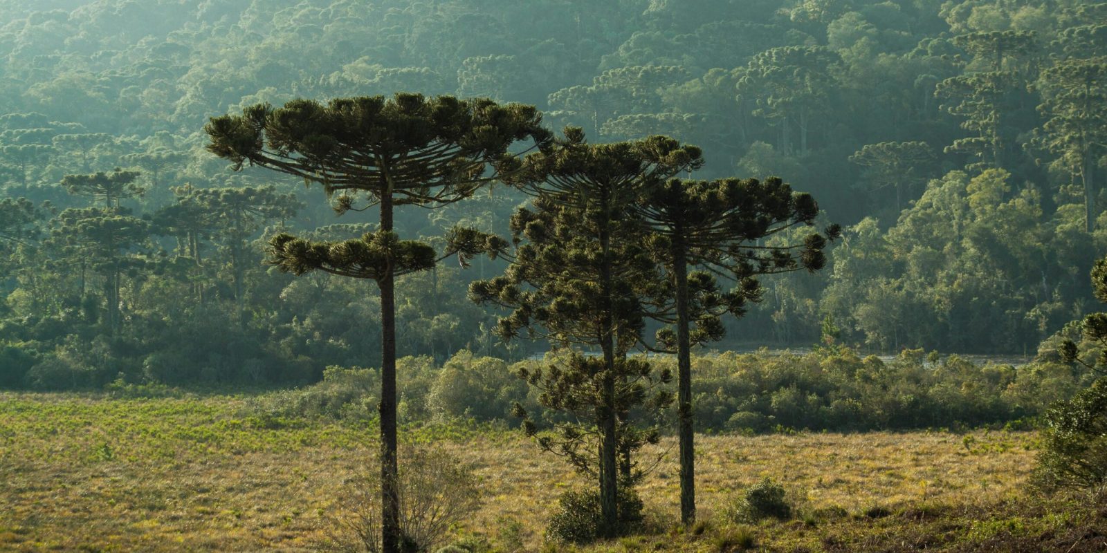 Araucária em uma planície
